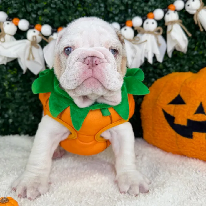 Female English Bulldog puppy named Mama for sale at Puppy Dreams - Garland.