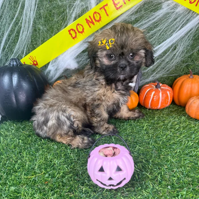 Female Shih Tzu puppy named Sadie for sale at Puppy Dreams - Arlington.