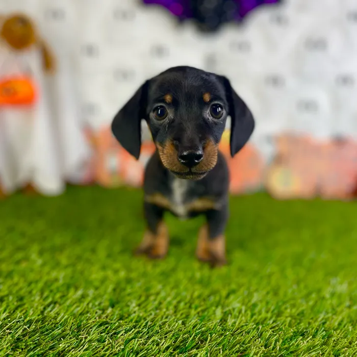 Male Dachshund puppy named Rowan for sale at Puppy Dreams - Carrollton.