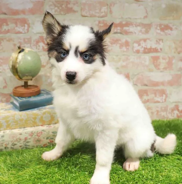 Female Pomsky puppy named Dolly for sale at Puppy Dreams - North Richland Hills.