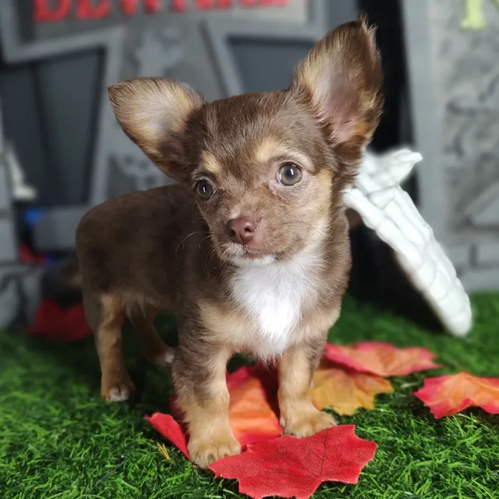Female Chihuahua puppy named *Aaliyah* for sale at Puppy Dreams - Mansfield.