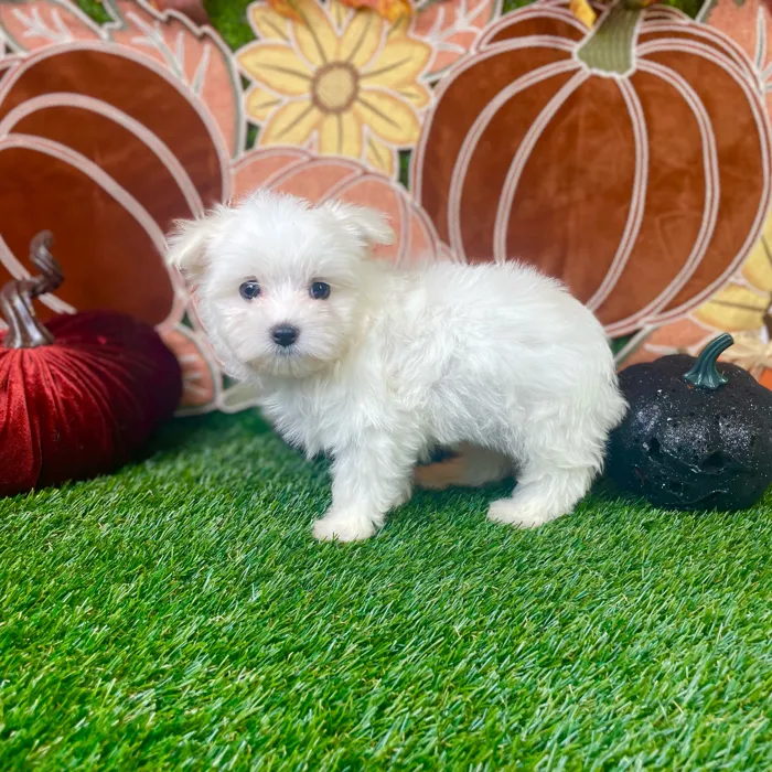 Female Maltese puppy named Casper for sale at Puppy Dreams - Carrollton.