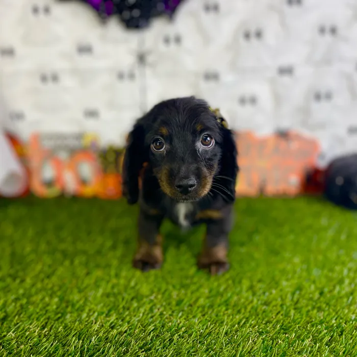 Female Dachshund puppy named Zora for sale at Puppy Dreams - Carrollton.