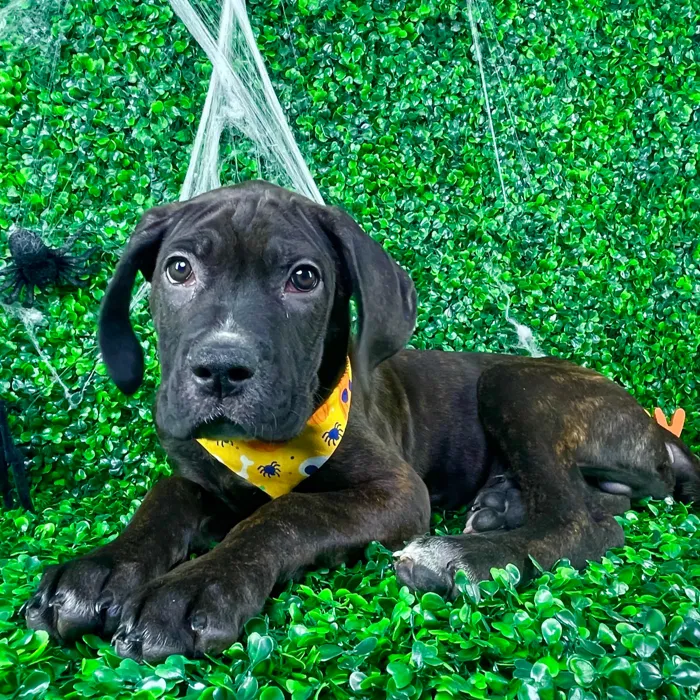 Male Cane Corso puppy named Kobe for sale at Puppy Dreams - North Richland Hills.