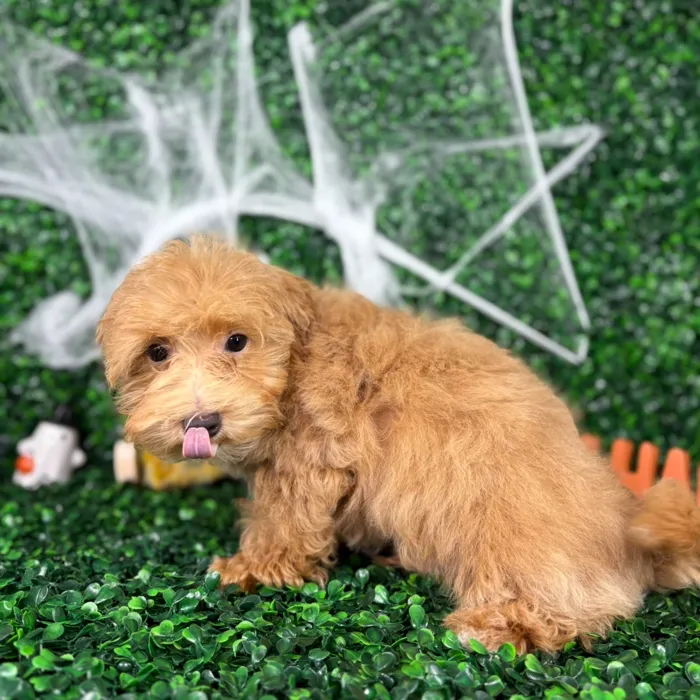 Male Maltipoo puppy named Enzo for sale at Puppy Dreams - North Richland Hills.