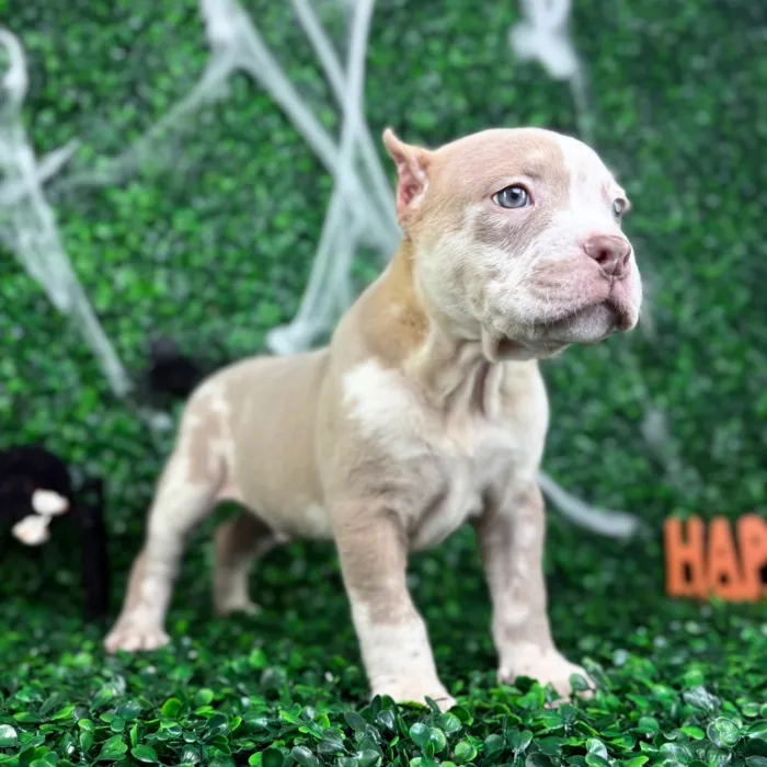 Male American Bully puppy named Hercules for sale at Puppy Dreams - North Richland Hills.