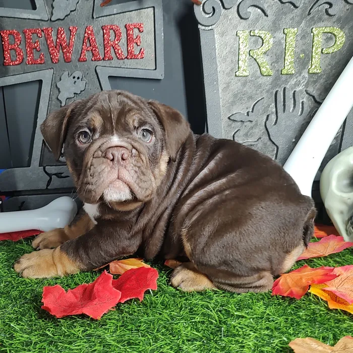 Female English Bulldog puppy named *Aretha* for sale at Puppy Dreams - Mansfield.
