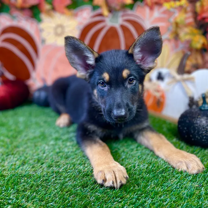 Male German Shepherd puppy named Otto for sale at Puppy Dreams - Carrollton.