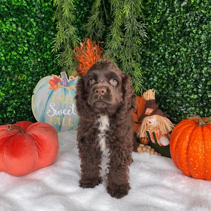 Male Cocker Spaniel puppy named Pudding for sale at Puppy Dreams - Denton.