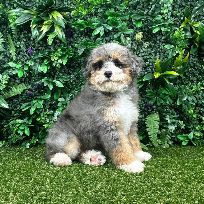 Male Bernedoodle puppy named Barney for sale at Puppy Dreams - Parks Mall.