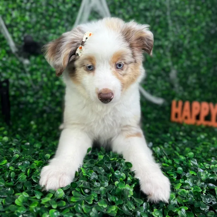 Female Mini Aussie puppy named April for sale at Puppy Dreams - North Richland Hills.