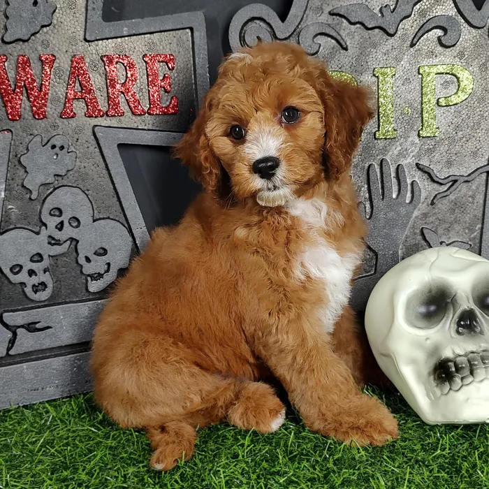 Male Cavapoo puppy named *Louis* for sale at Puppy Dreams - Mansfield.