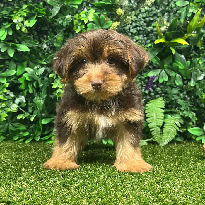 Male Yorkie puppy named Baxter for sale at Puppy Dreams - Parks Mall.