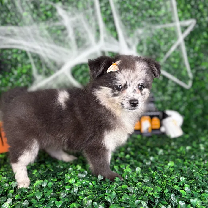 Female Pomchi puppy named Mabel for sale at Puppy Dreams - North Richland Hills.