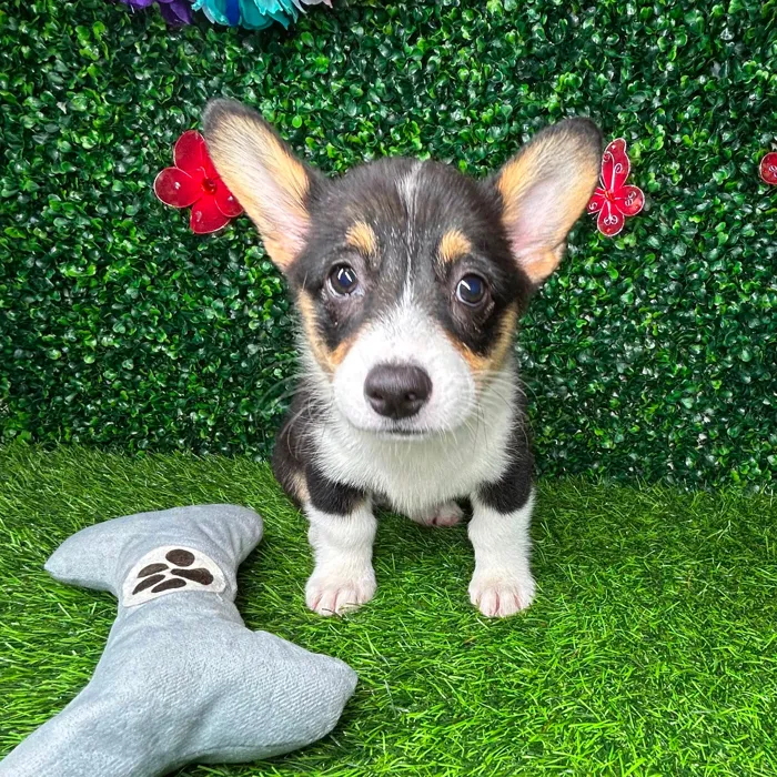 Female Pembroke Welsh Corgi puppy named Betsy for sale at Puppy Dreams - Mansfield.
