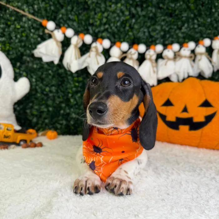 Male Dachshund puppy named Ozzy for sale at Puppy Dreams - Garland.
