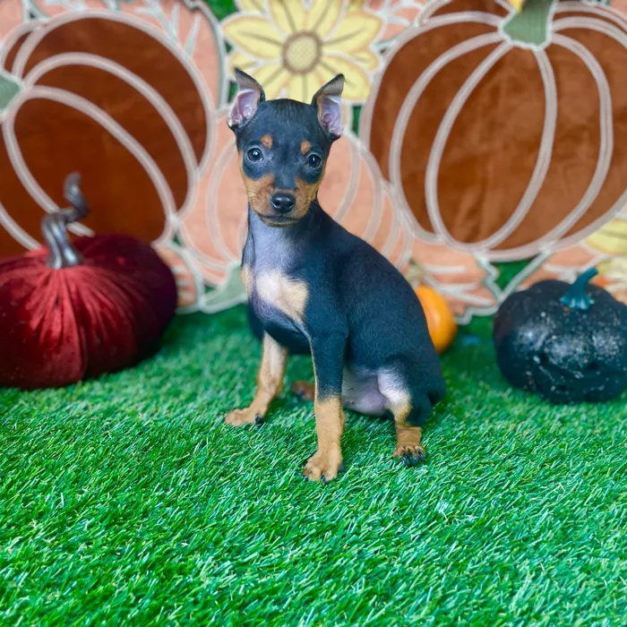 Male Min Pin puppy named Peanut for sale at Puppy Dreams - Carrollton.