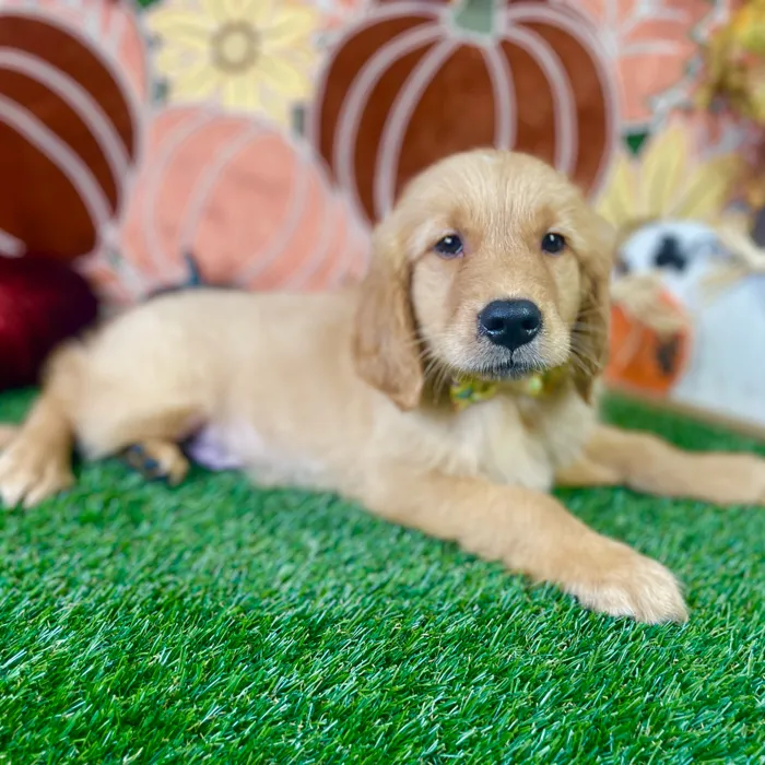 Male Golden Retriever puppy named Cooper for sale at Puppy Dreams - Carrollton.