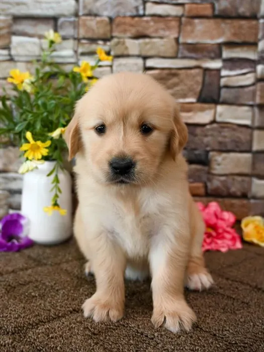 Female Golden Retriever puppy for sale at Puppy Dreams - Arlington.