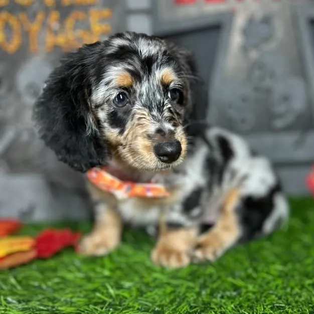 Female Dachshund puppy named *Selina* for sale at Puppy Dreams - Mansfield.
