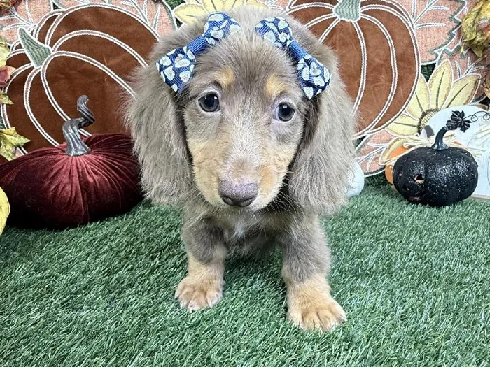 Female Dachshund puppy named Pebbles for sale at Puppy Dreams - Carrollton.