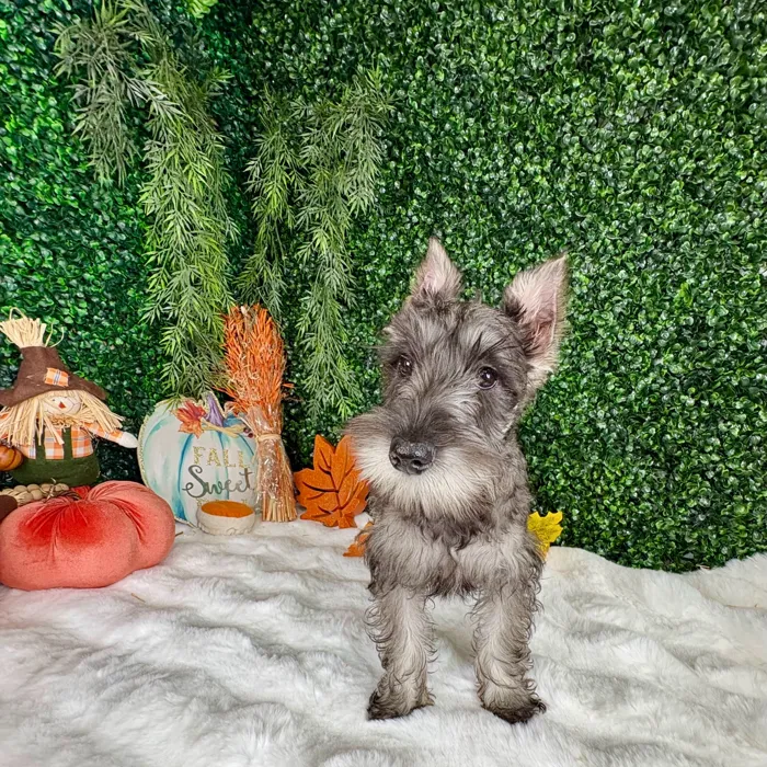 Female Mini Schnauzer puppy named Sundae for sale at Puppy Dreams - Denton.