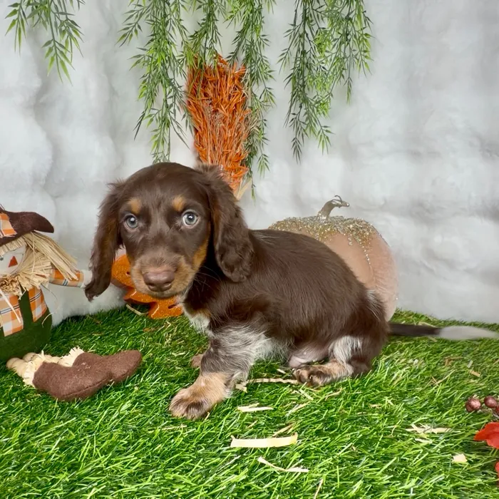 Male Dachshund puppy named Phineas for sale at Puppy Dreams - Denton.