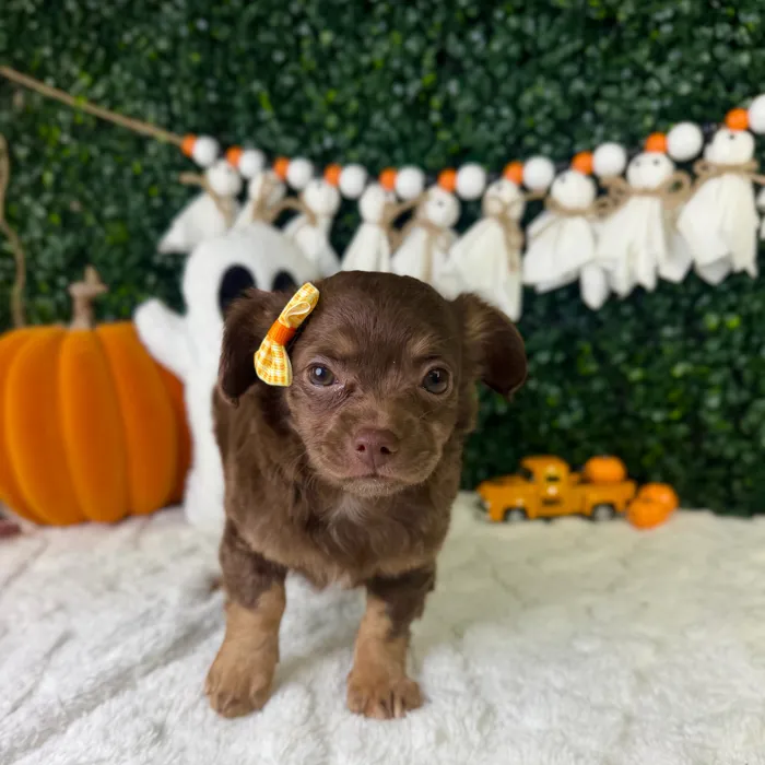 Female Chihuahua puppy named Sofi for sale at Puppy Dreams - Garland.
