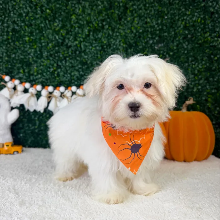 Male Maltese puppy named Theodore for sale at Puppy Dreams - Garland.