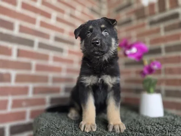 Male German Shepherd puppy for sale at Puppy Dreams - Garland.