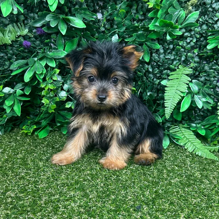 Female Yorkie puppy named Sage for sale at Puppy Dreams - Parks Mall.