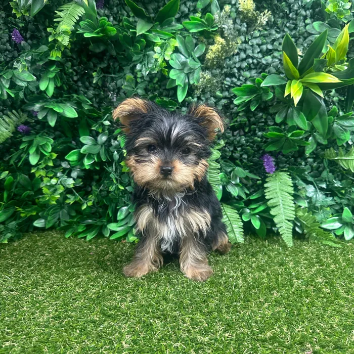 Male Yorkie puppy named Baxter for sale at Puppy Dreams - Parks Mall.