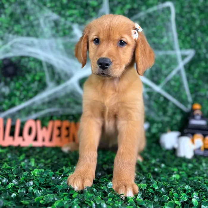 Female Golden Retriever puppy named Sugar for sale at Puppy Dreams - North Richland Hills.