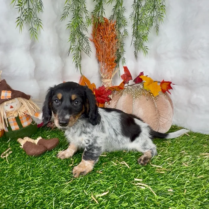 Female Dachshund puppy named Vanessa for sale at Puppy Dreams - Denton.