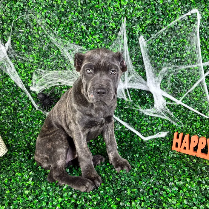 Female Cane Corso puppy named Sasha for sale at Puppy Dreams - North Richland Hills.