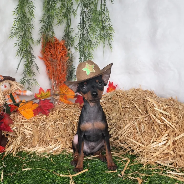 Male Min Pin puppy named Buick for sale at Puppy Dreams - Denton.
