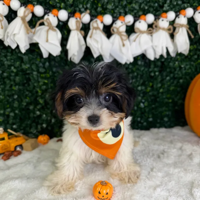Male Parti Yorkie puppy named Gus for sale at Puppy Dreams - Garland.