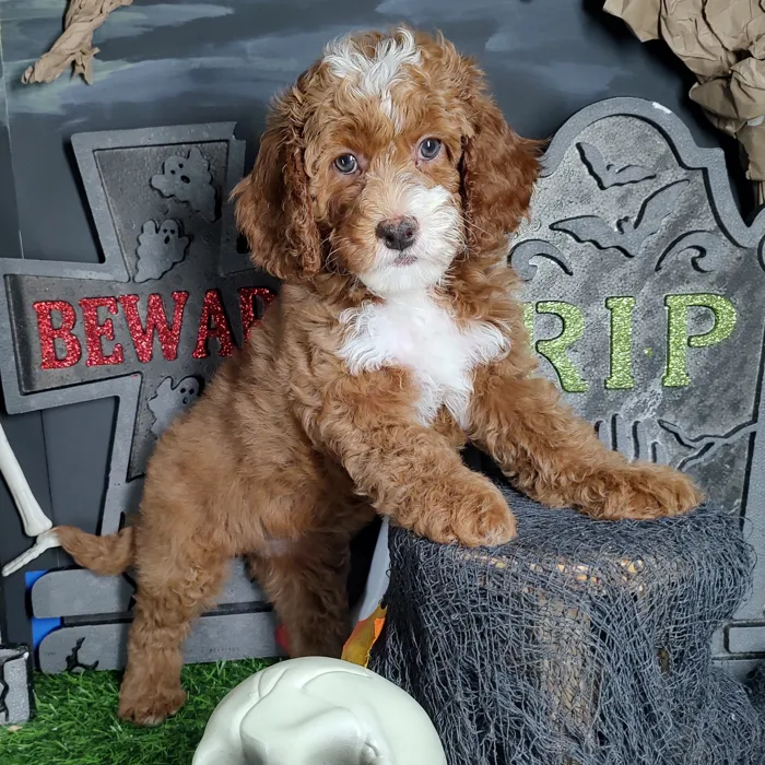 Female Cavapoo puppy named *Dolly* for sale at Puppy Dreams - Mansfield.