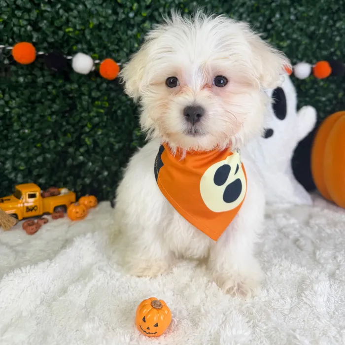 Male Maltese puppy named Theodore for sale at Puppy Dreams - Garland.