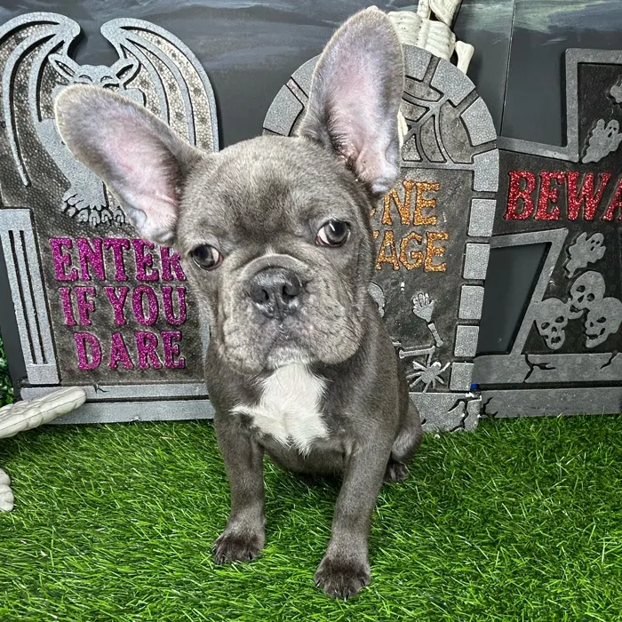 Female French Bulldog puppy named *Lydia* for sale at Puppy Dreams - Mansfield.
