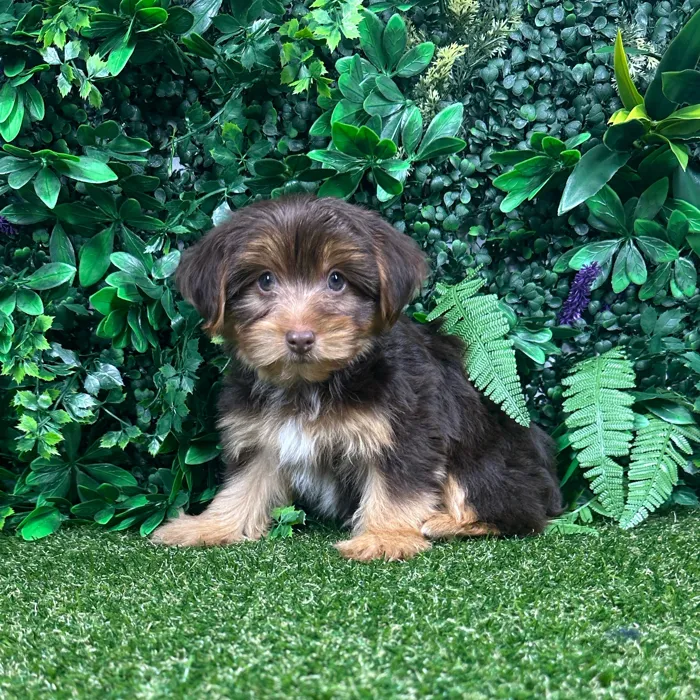 Male Yorkie puppy named Baxter for sale at Puppy Dreams - Parks Mall.