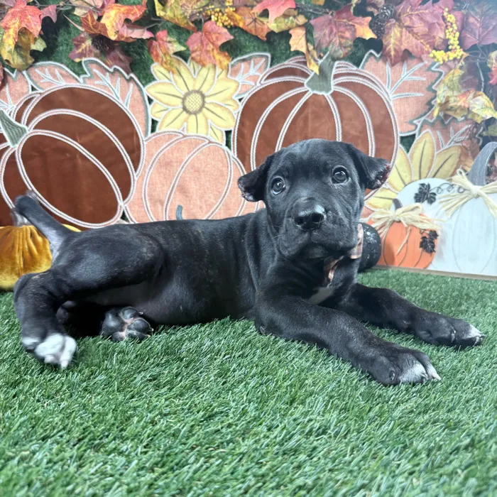 Male Cane Corso puppy named Dax for sale at Puppy Dreams - Carrollton.