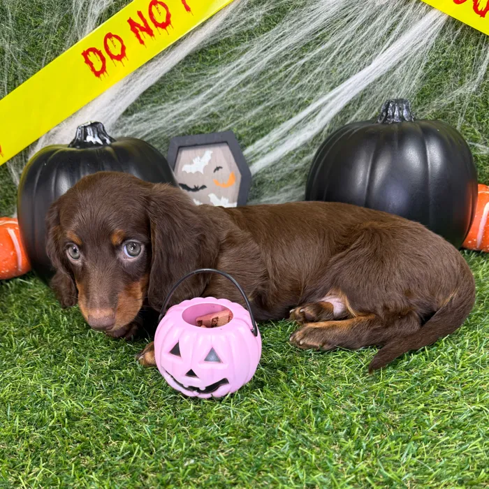 Male Dachshund puppy named Leo for sale at Puppy Dreams - Arlington.