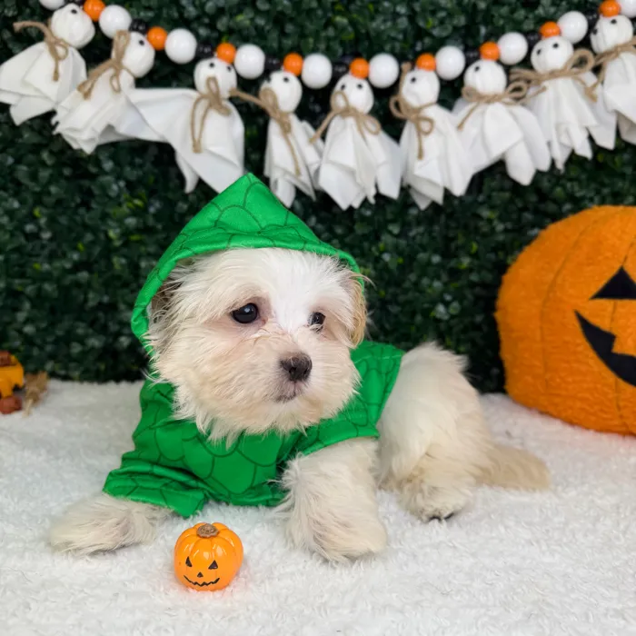 Male Malshi puppy named Archie for sale at Puppy Dreams - Garland.