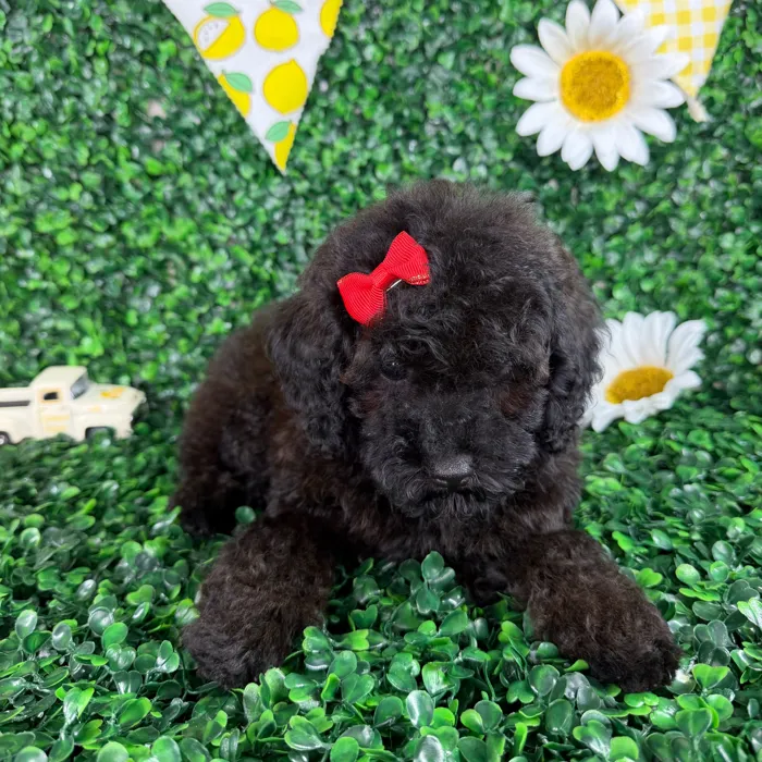 Female Toy Poodle puppy named Maya for sale at Puppy Dreams - North Richland Hills.