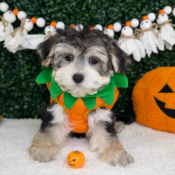 Male Morkie puppy named Cosmo for sale at Puppy Dreams - Garland.
