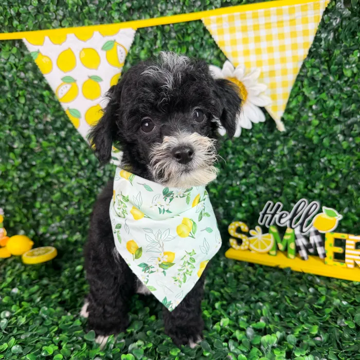 Male Toy Poodle puppy named Rocky for sale at Puppy Dreams - North Richland Hills.
