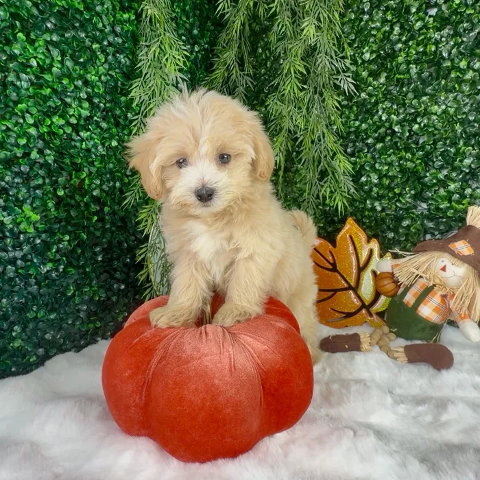 Female Maltipoo puppy named Spice for sale at Puppy Dreams - Denton.