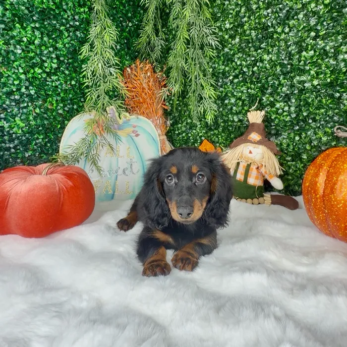 Male Dachshund puppy named Apple for sale at Puppy Dreams - Denton.
