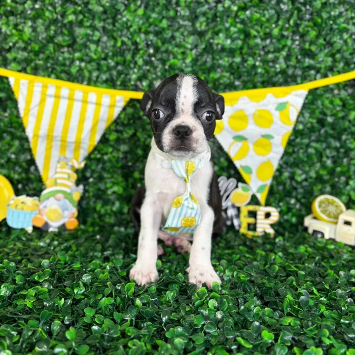 Male Boston Terrier puppy named Cash for sale at Puppy Dreams - North Richland Hills.